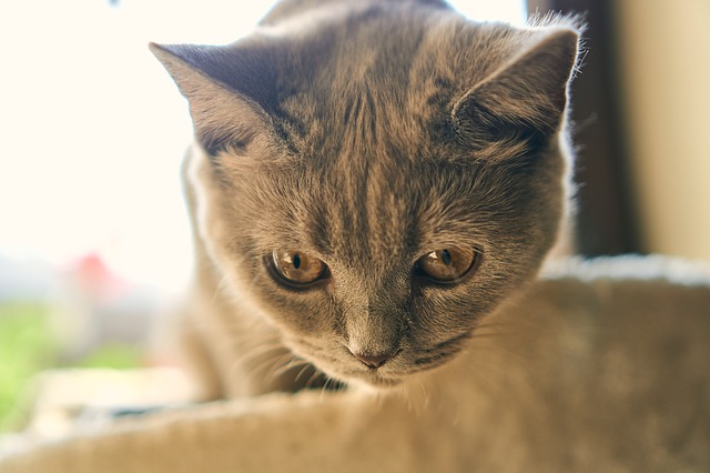 猫　ふけ　ペットシッター　zehitomo